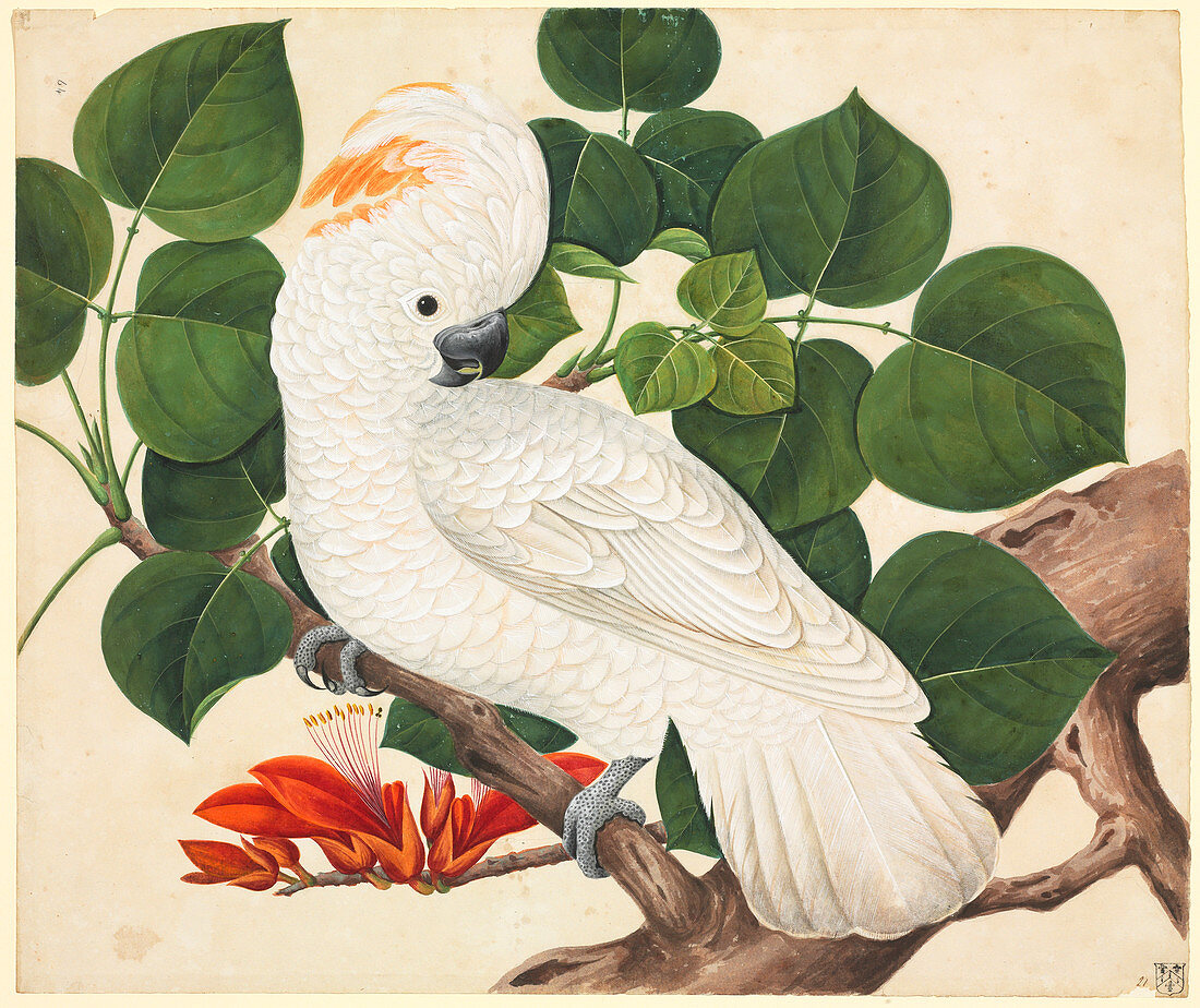 Salmon-crested cockatoo,illustration