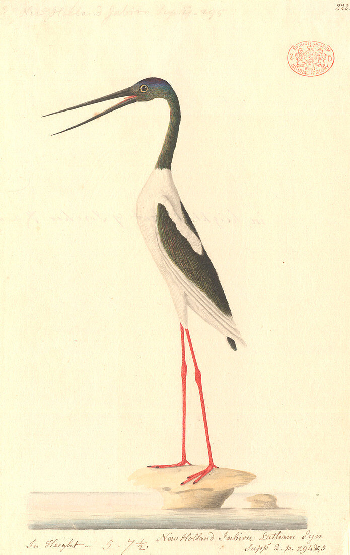 Black-necked stork,illustration