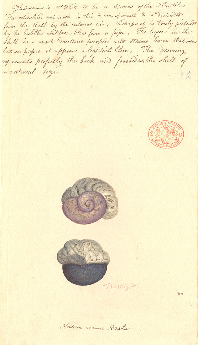 Violet snail,illustration