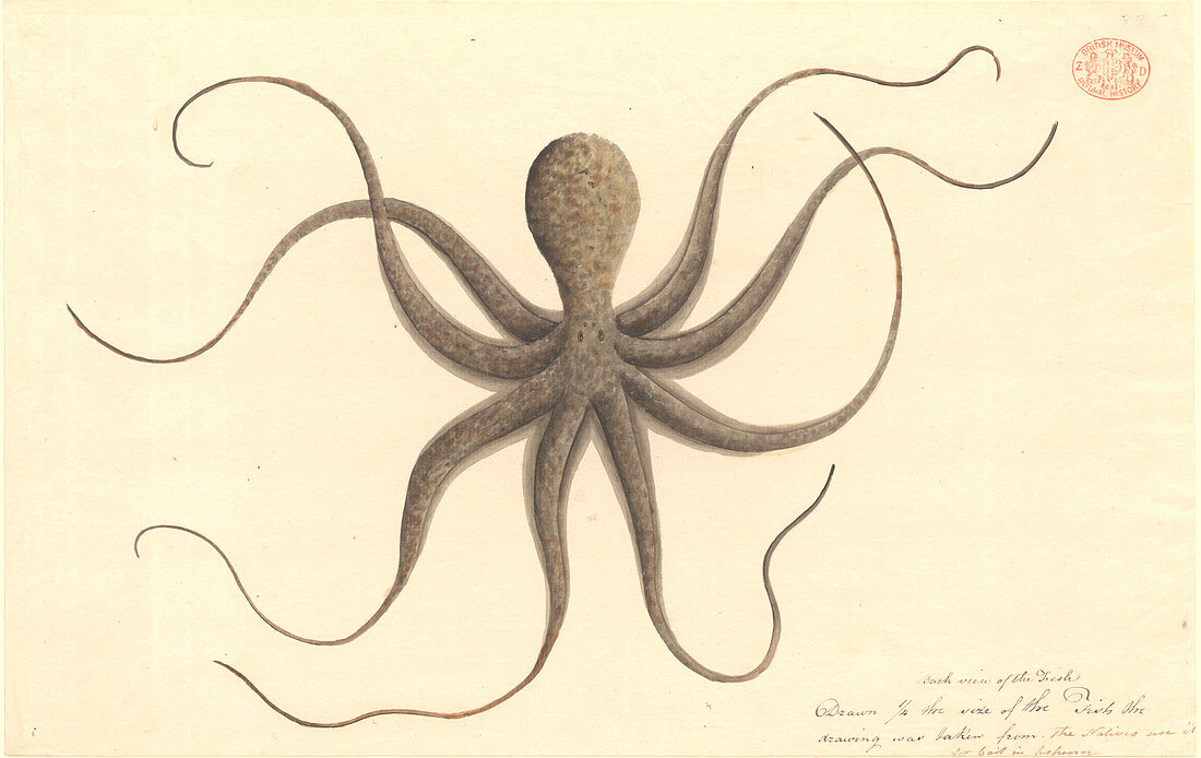 Octopus,illustration