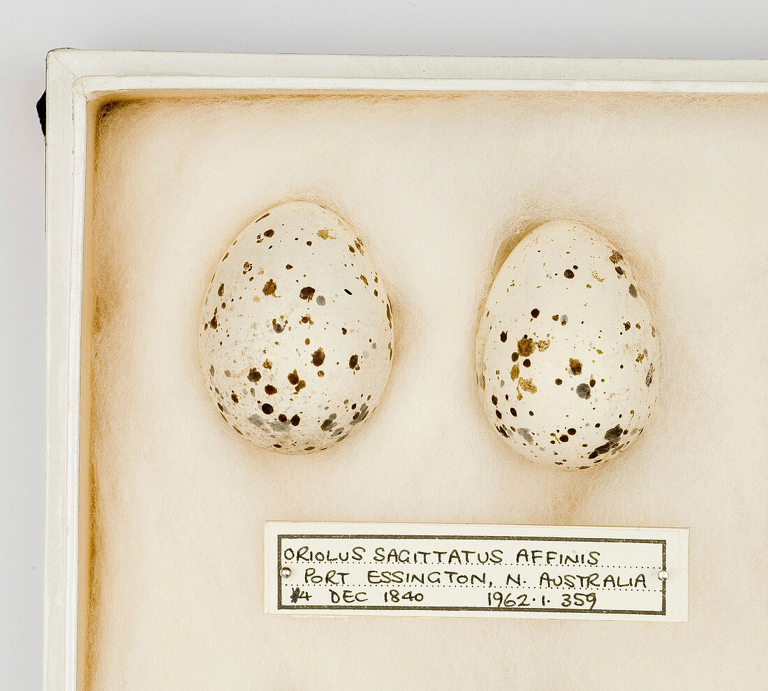 Oriolus sagittatus affinis eggs
