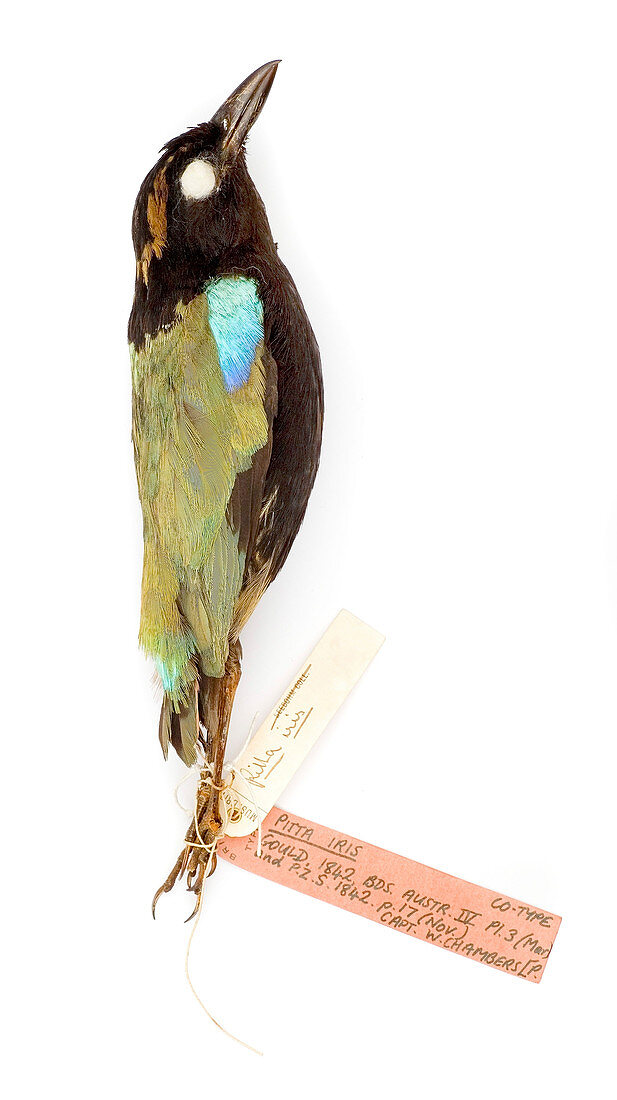 Pitta Iris,from the Gould Collection
