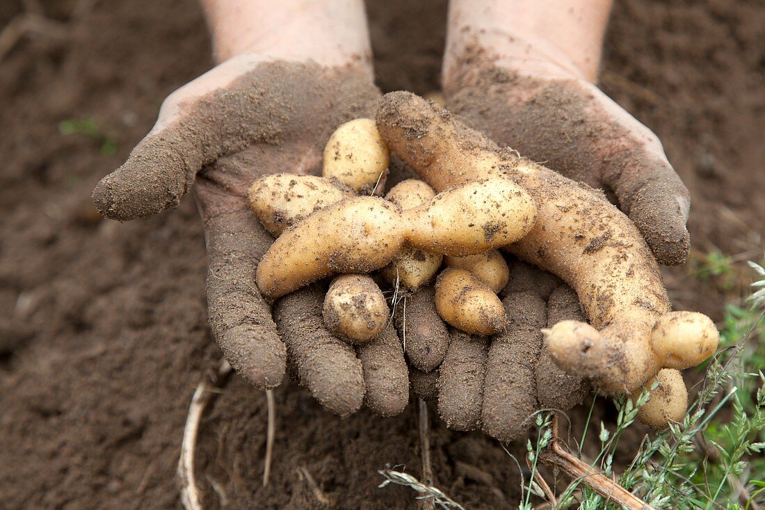 Potato harvest,USA