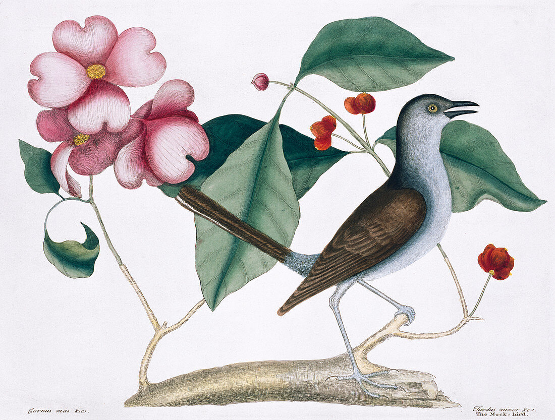 Northern mockingbird,illustration