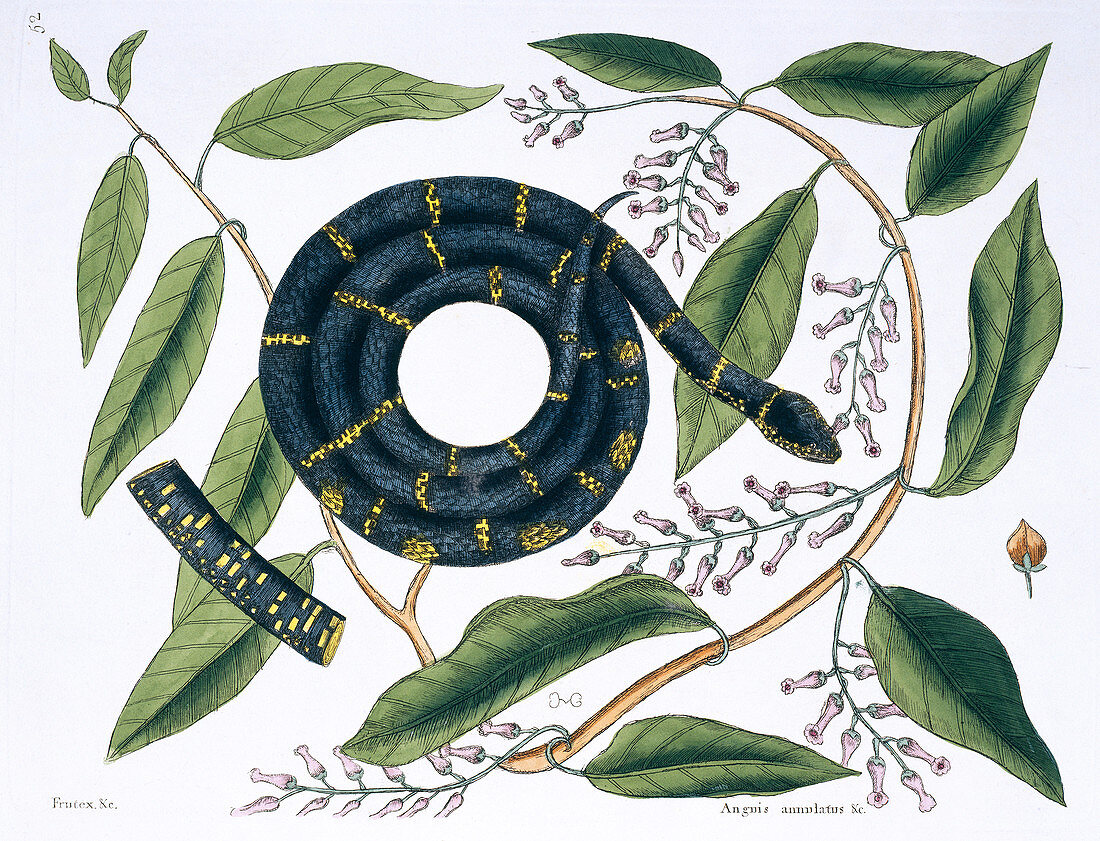 Chain snake,illustration