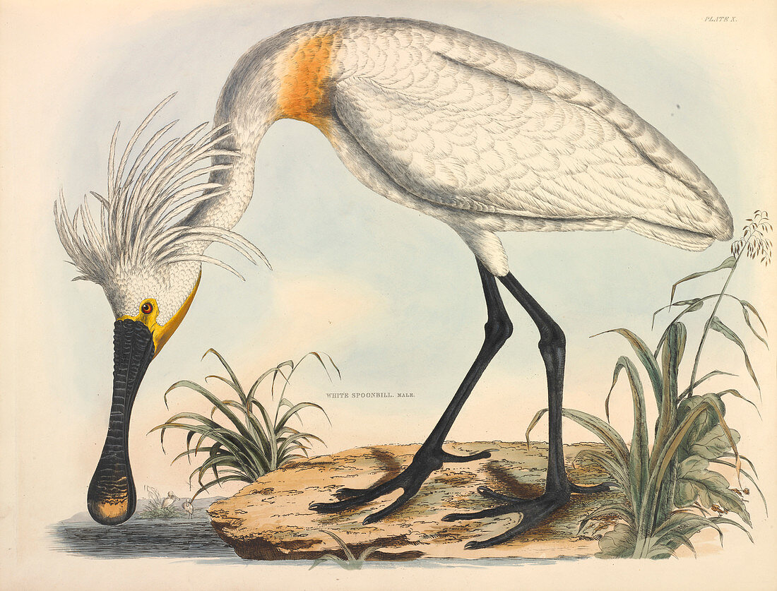 Eurasian Spoonbill,illustration