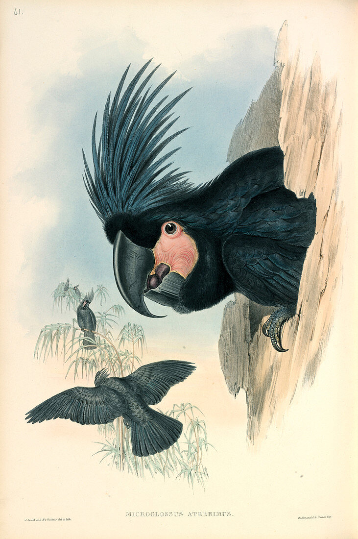 Palm Cockatoo,illustration