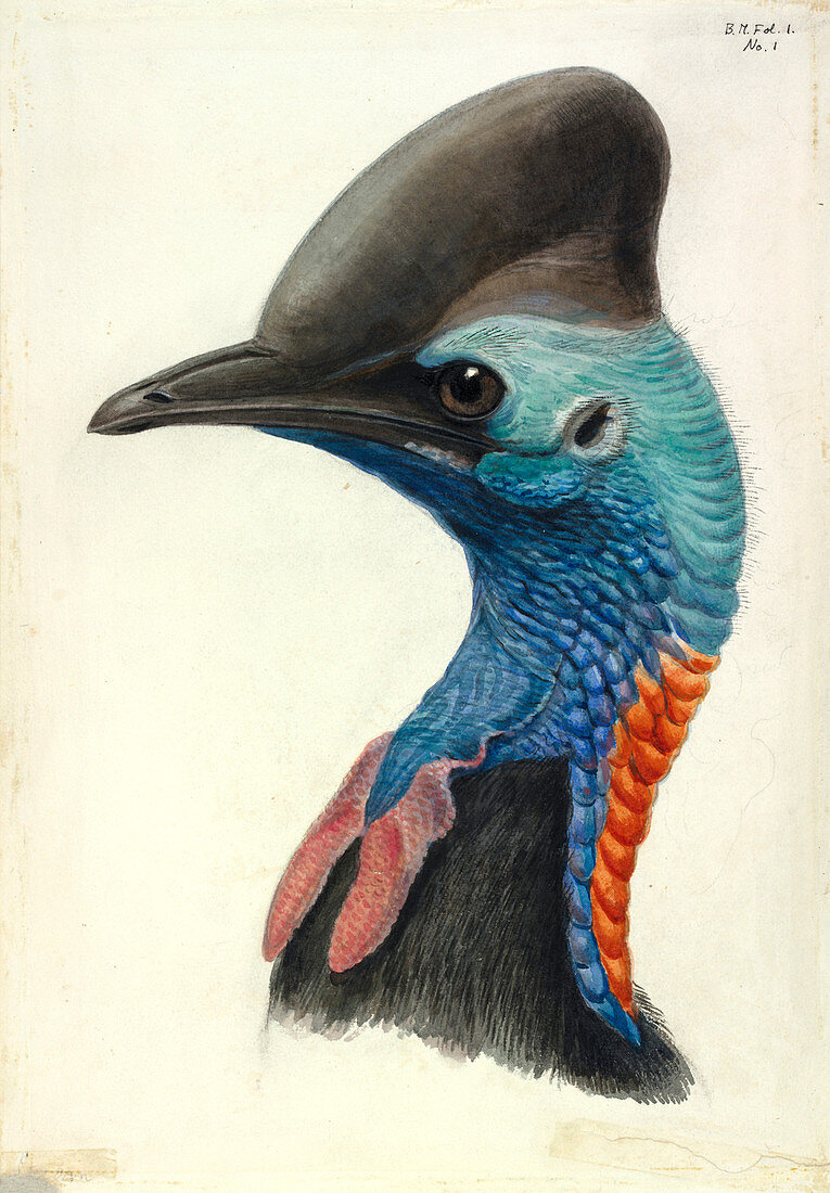 Cassowary Head,illustration