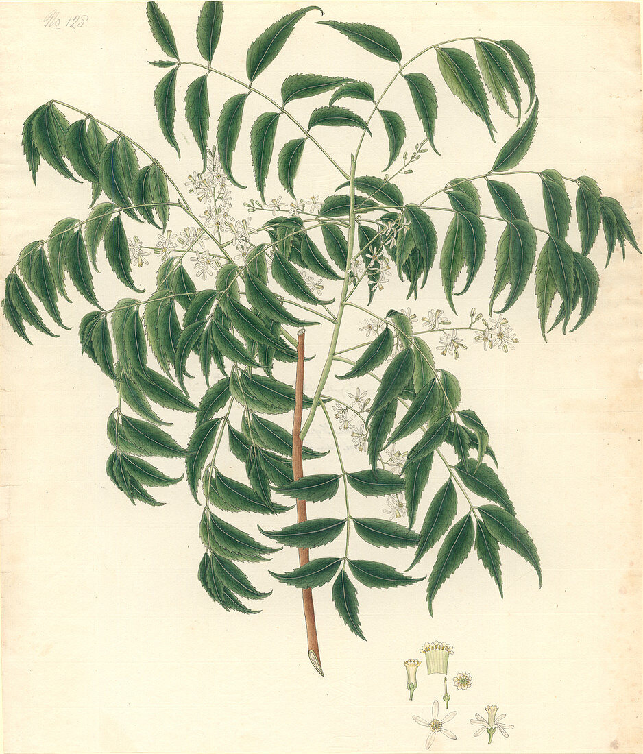 Azadirachta indica,neem