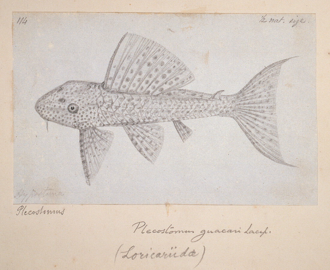 Catfish,illustration