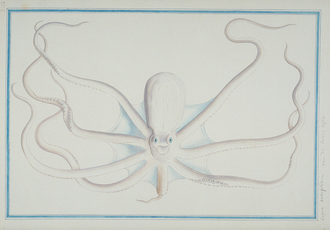 Octopus sp,illustration