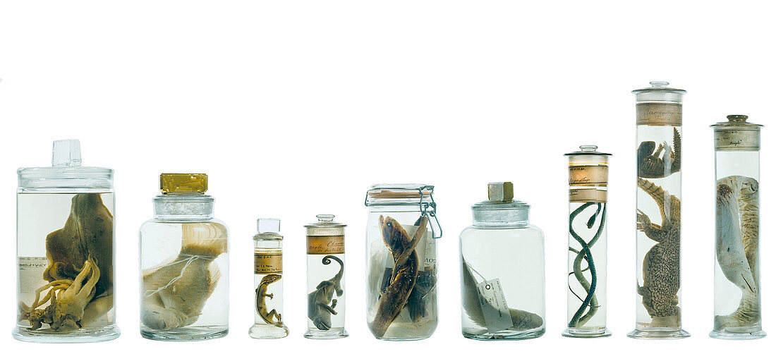 Specimens in spirit jars