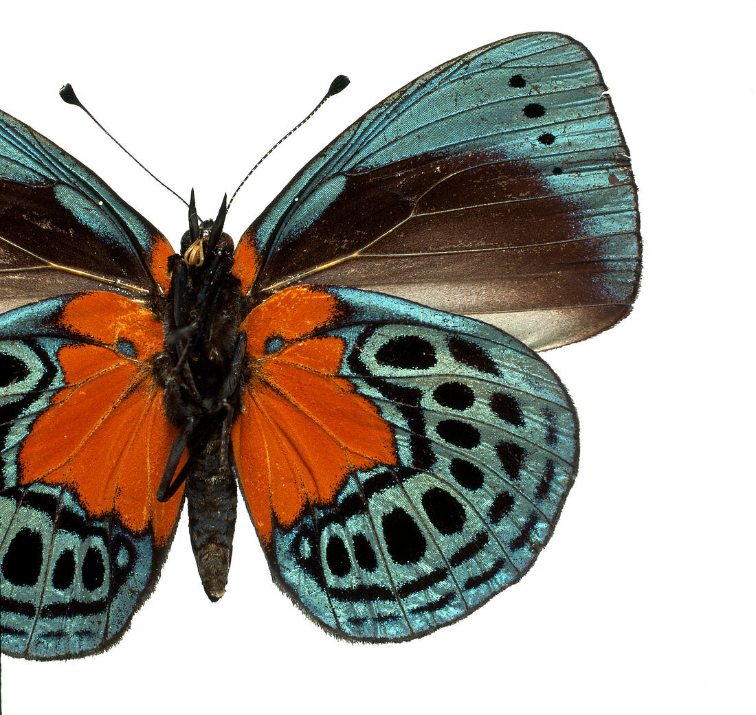 Asterope leprieuri,butterfly