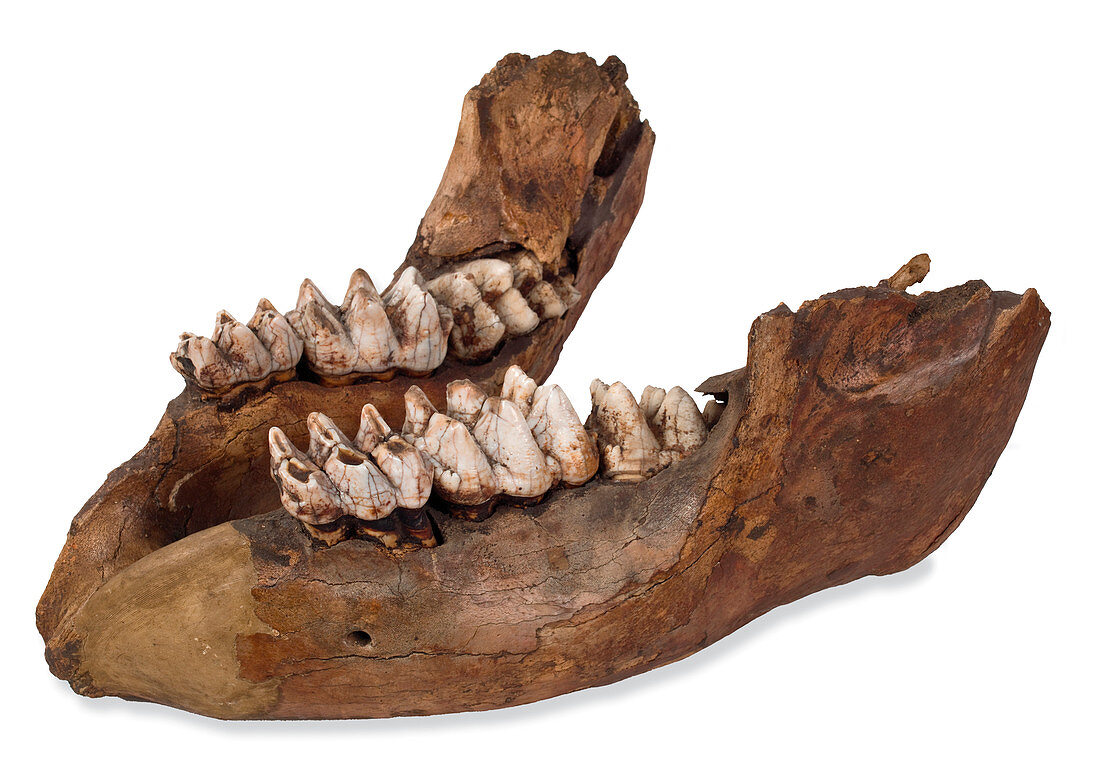 Missourium theristrocaulodon,jaw bone