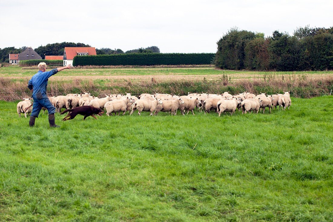 Herding sheep