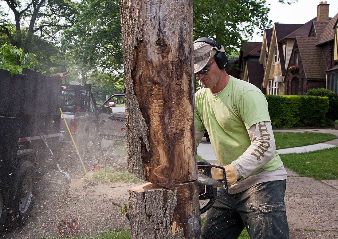 Removing ash borer infected tree