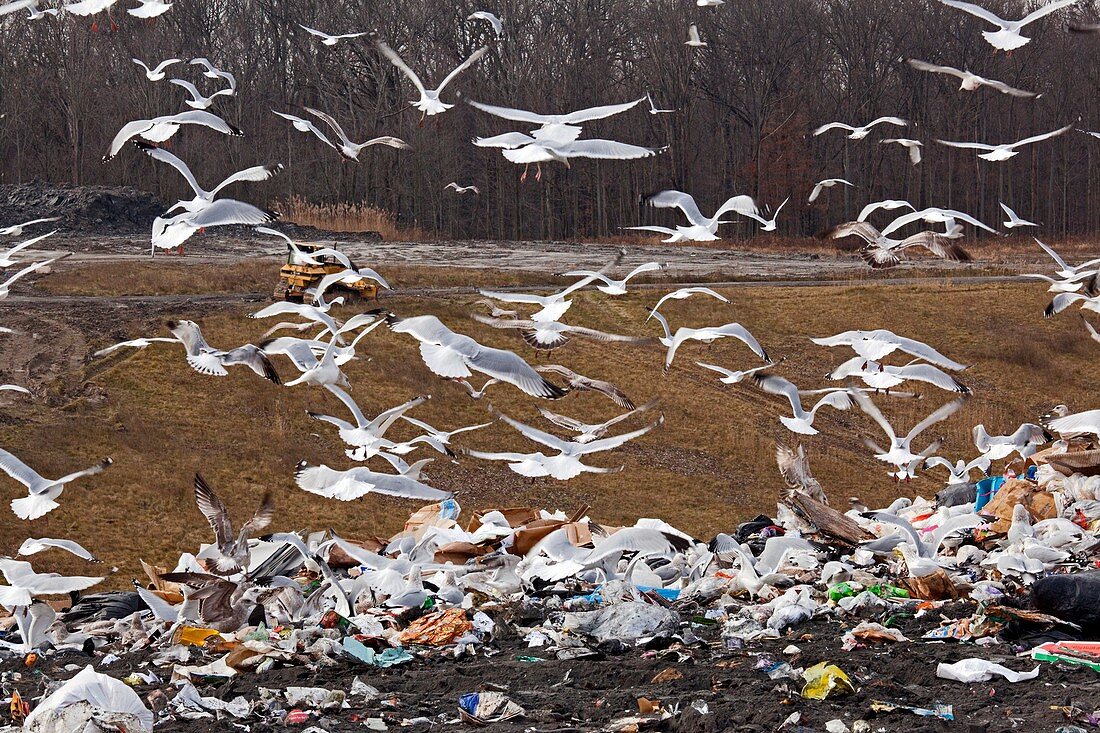 Gulls at a landfill site,USA