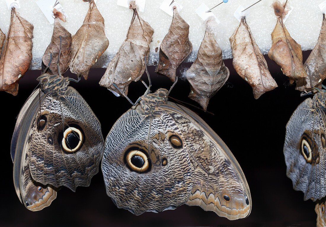 Blue Morpho butterflies and Cocoons