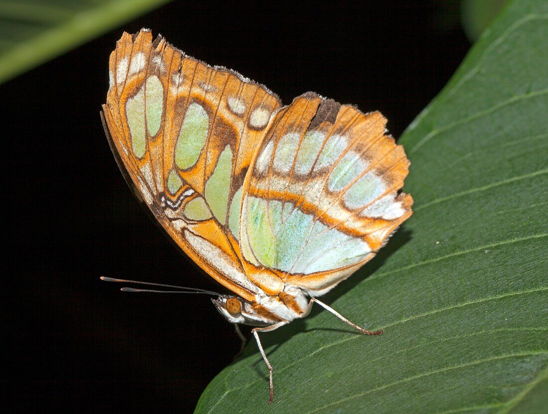 Pearly Malachite butterfly