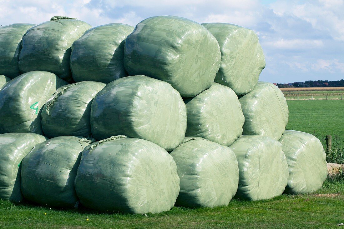 Silage bales