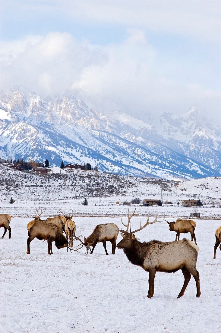 Elks in winter
