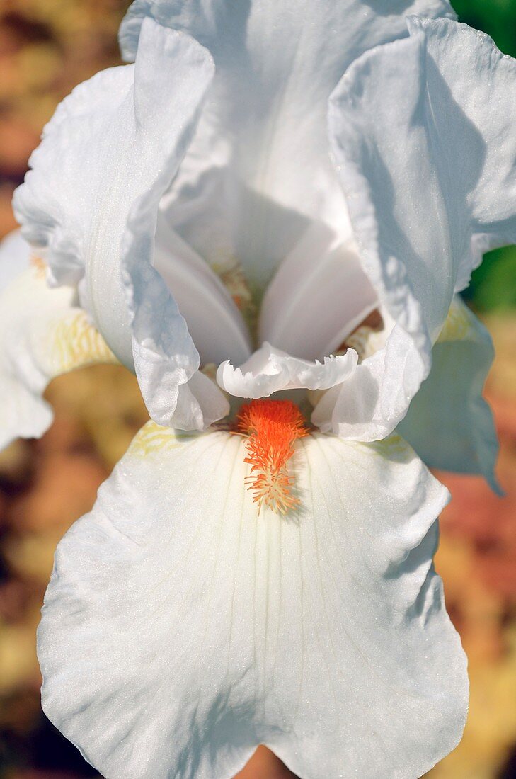 Iris 'Frost and Flame'