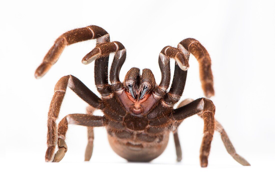 Eastern tarantula,spider venom research