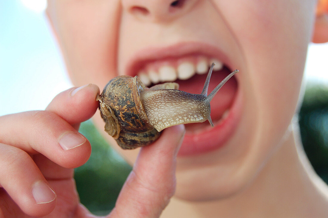 Edible snail,conceptual image