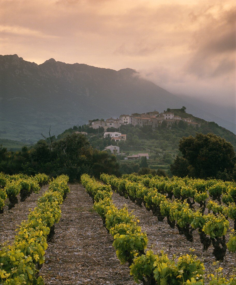 Abend über dem Weinort Cucugnan, Corbieres, Südostfrankreich