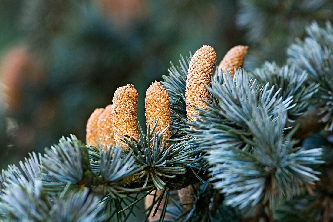 Noble fir (Abies procera)