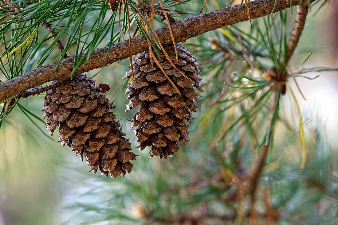Virginia pine (Pinus virginiana)