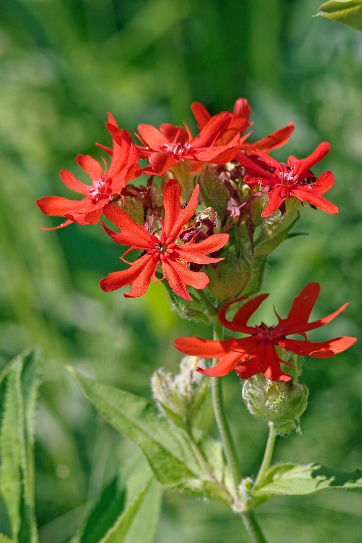 Brilliant campion (Lychnis fulgens)