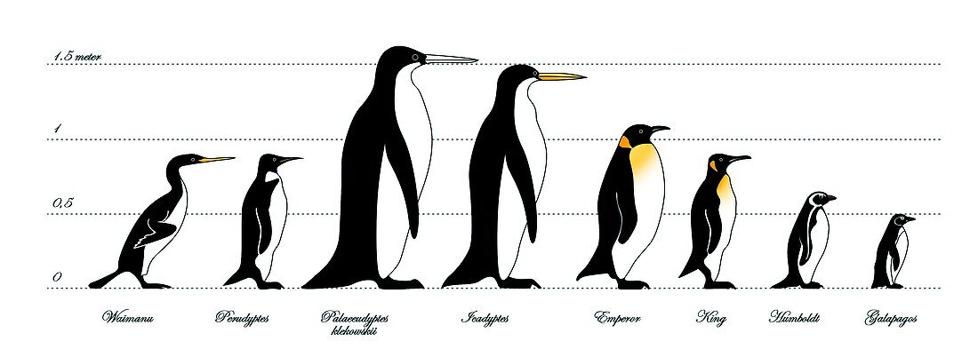 Extinct and living penguin comparison