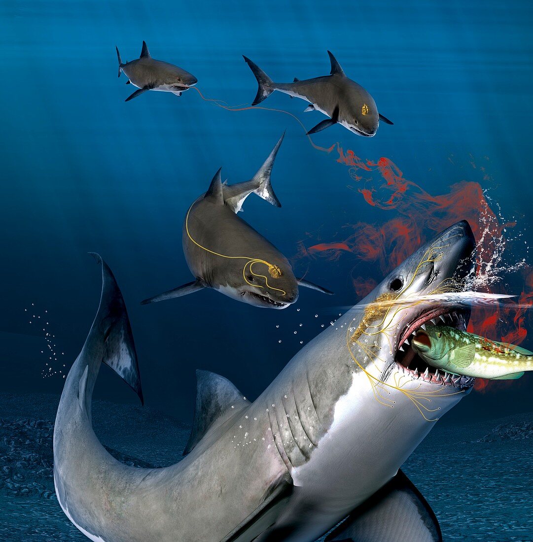 Shark sensing prey,illustration