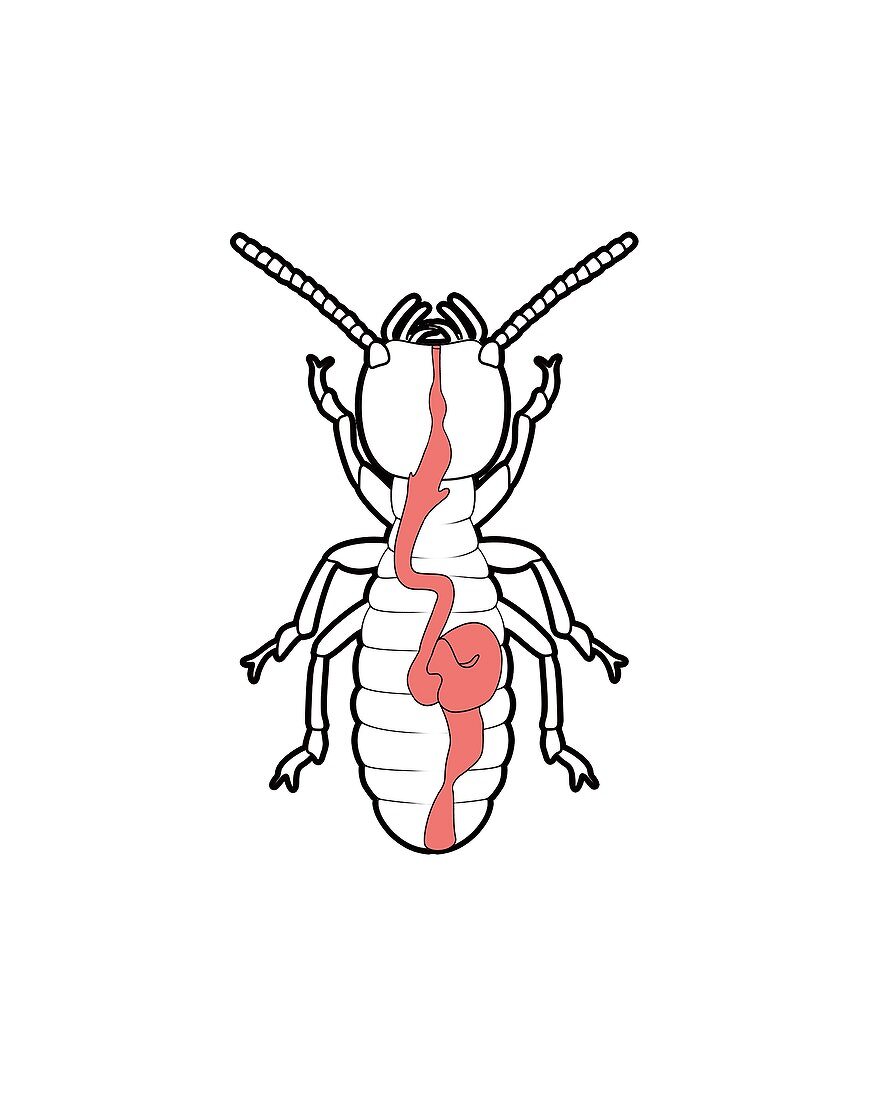 Termite digestive system,illustration