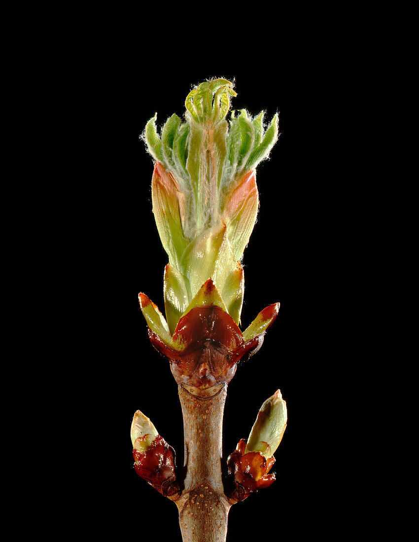 Aesculus hippocastanum bud