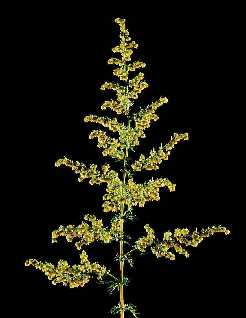 Sweet wormwood (Artemisia annua)