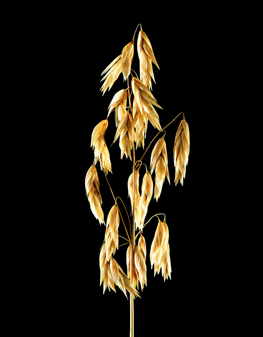 Common oat (Avena sativa)