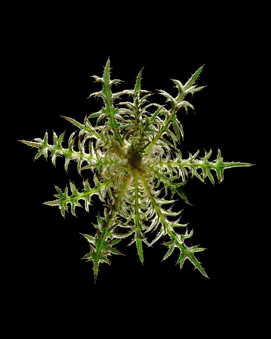 Spear thistle (Cirsium vulgare)