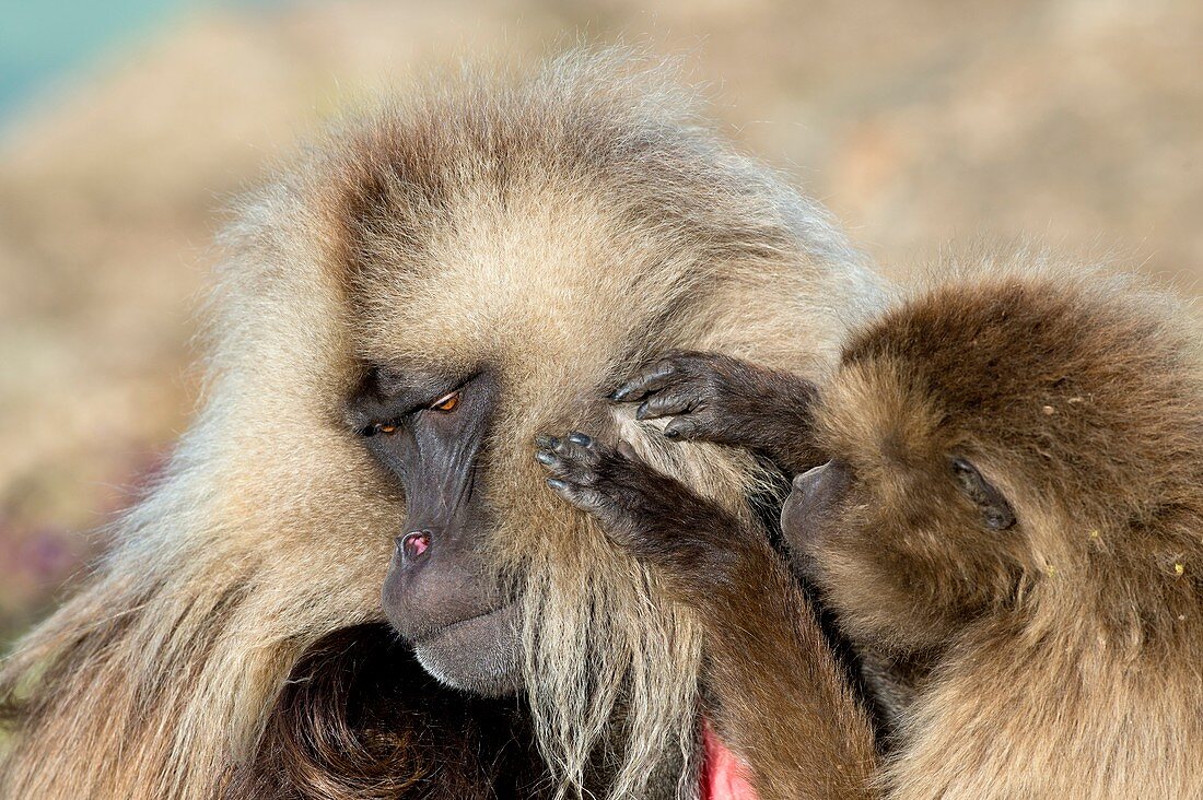 Female Gelada baboon grooming a male