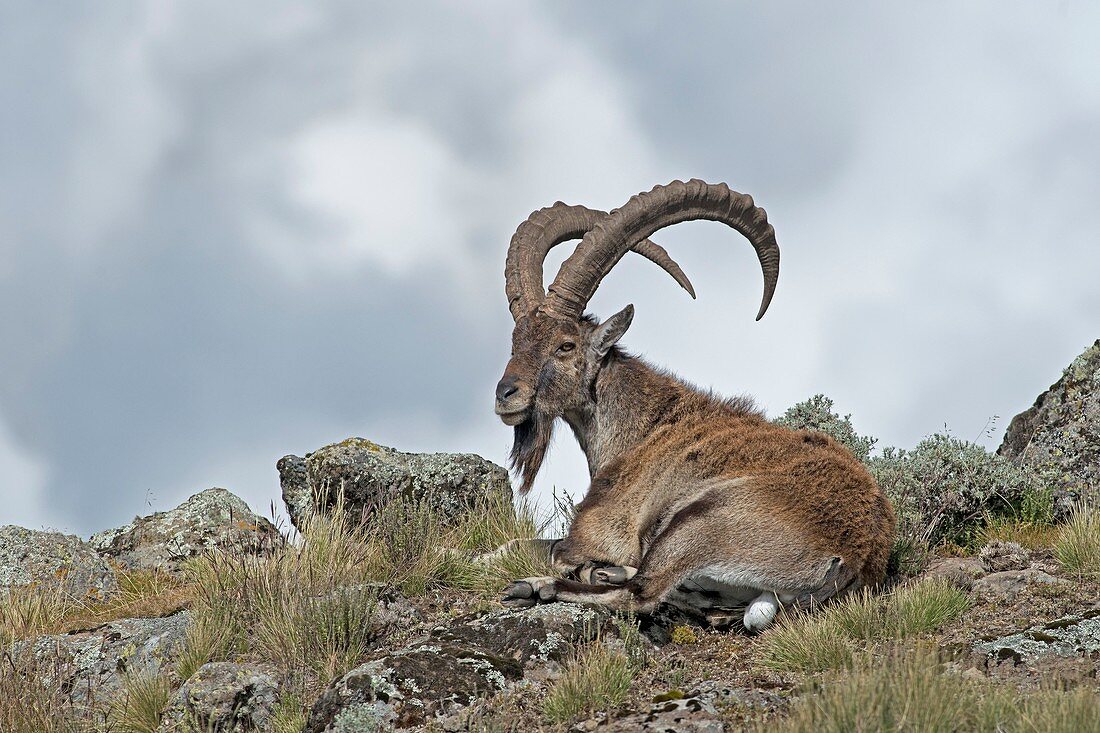Male Wahlia Ibex in the Simien Mountains