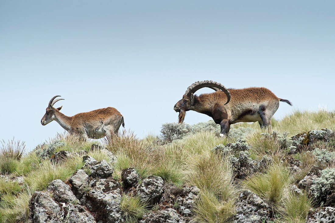 Male Wahlia Ibex checking a females odour