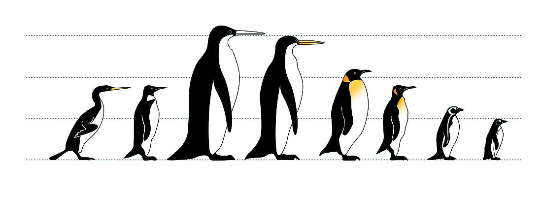 Extinct and living penguin comparison