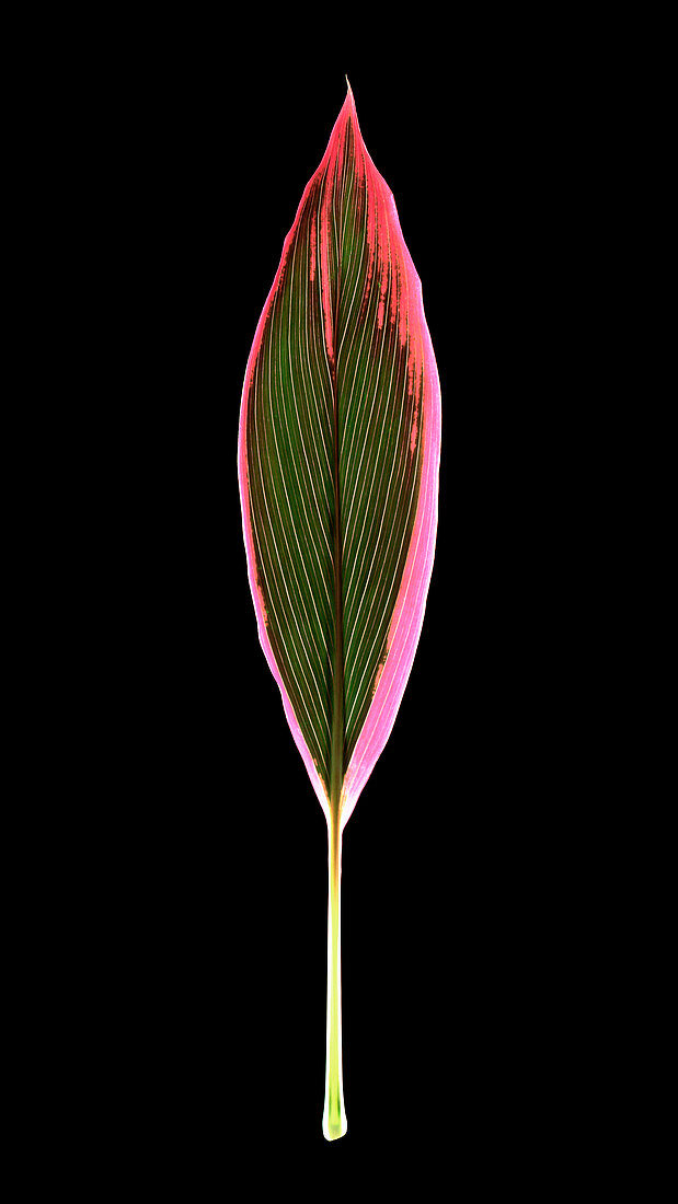 Cordyline fruticosa leaf