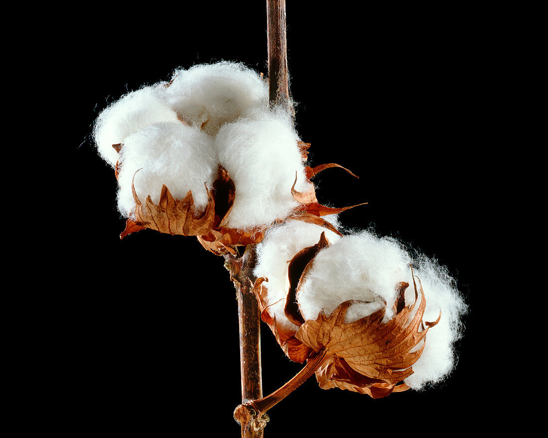 Cotton (Gossypium hirsutum) bolls