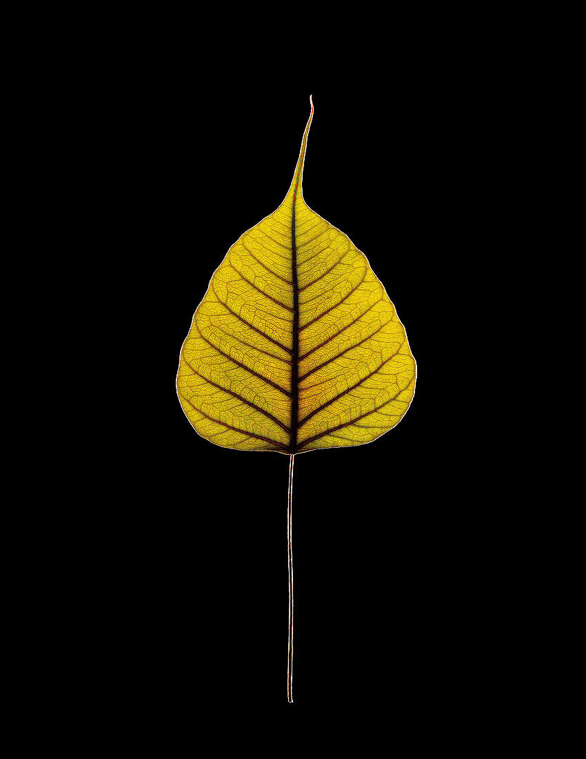 Sacred fig (Ficus religiosa) leaf