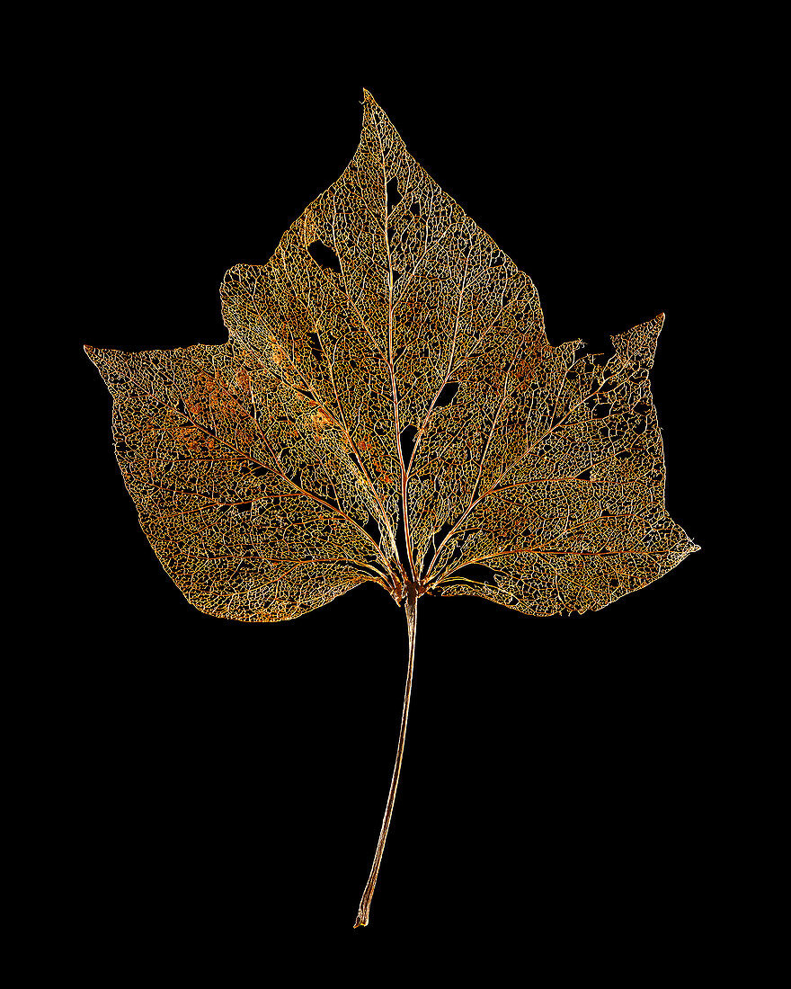 Decayed ivy leaf