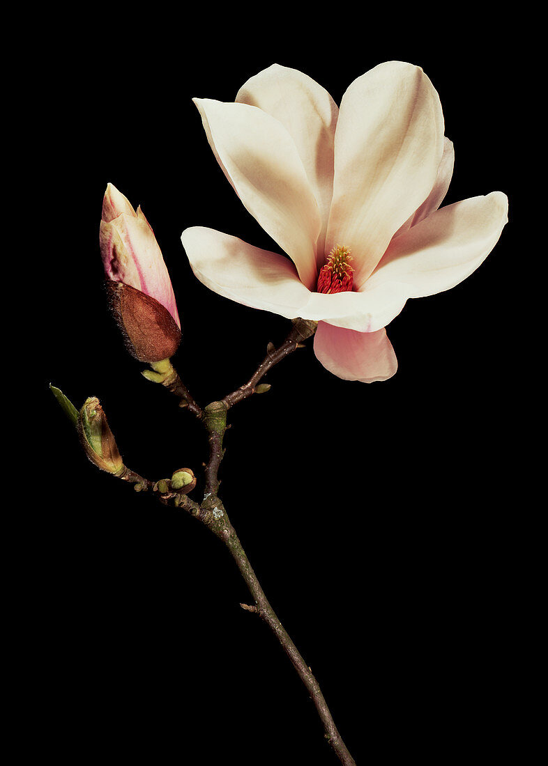 Magnolia x soulangeana flowers