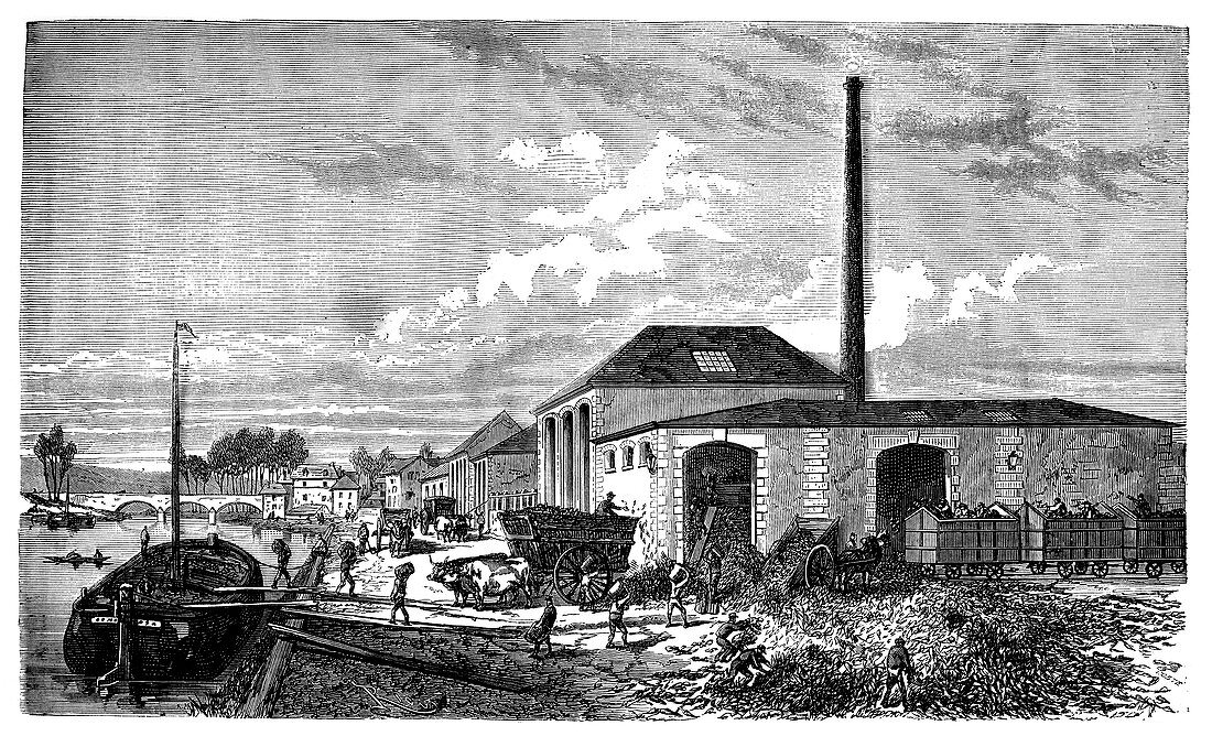 Sugar beet industry,19th century