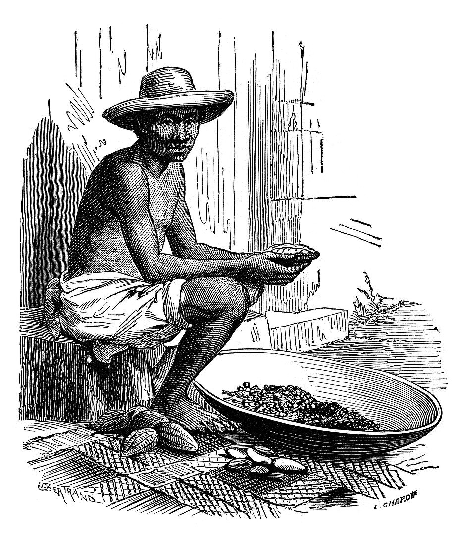 Cocoa bean processing,19th century